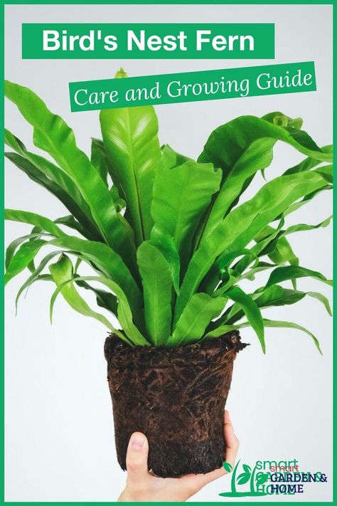 Birds Nest Fern, Bird's Nest Fern, Ferns Care, Plant Party, Japanese Bird, Smart Garden, Home Garden Plants, Green Texture, Fern Plant