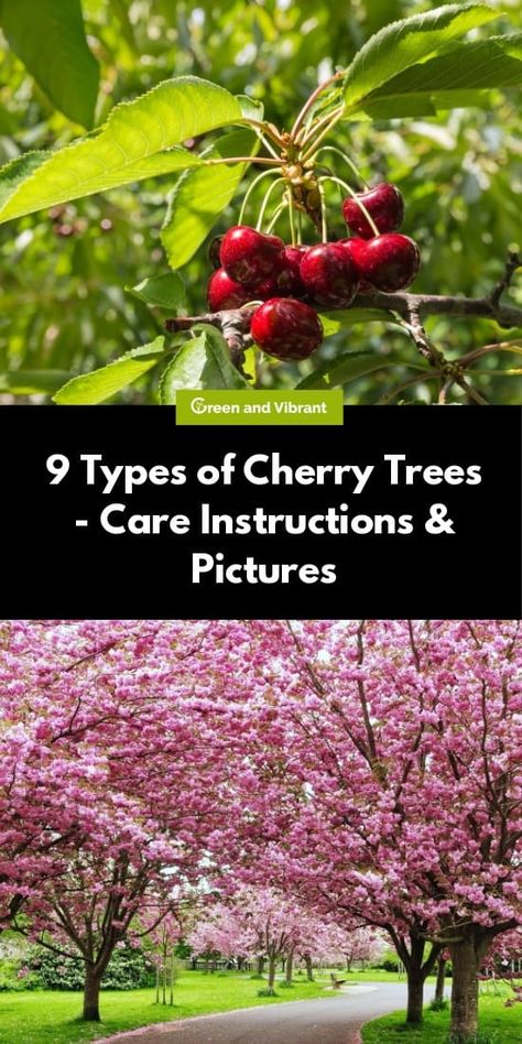 There are many types of cherry trees - some are mainly grown for ornamental purposes like the famous Yoshino Cherry Trees, and the Weeping Cherry Trees while some produce great fruits like the Sweet Cherry Trees. Planting Cherry Trees, Cherry Fruit Tree, Growing Cherry Trees, How To Grow Cherries, Types Of Cherries, Yoshino Cherry Tree, Black Cherry Tree, Cherry Plant, Ornamental Cherry