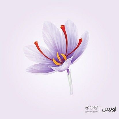 تصویر سازی گل زعفران Illustration of saffron flower #saffron #flower #illustration Saffron Flower Illustration, Saffron Drawing, Saffron Illustration, Saffron Flower Tattoo, Lotus Flower Logo Design, Blue Heels Wedding, Lotus Flower Logo, Saffron Flower, Purple Flowers Garden