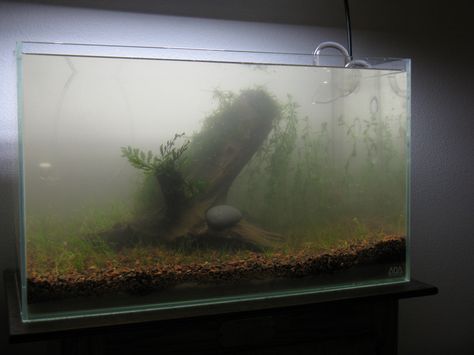 Aesthetic Fishing, Fish Tank Themes, Tropical Fish Tanks, Fresh Water Fish Tank, Aquarium Setup, Fish Tank Accessories, Bowfishing, Fishing Supplies, Pet Fish