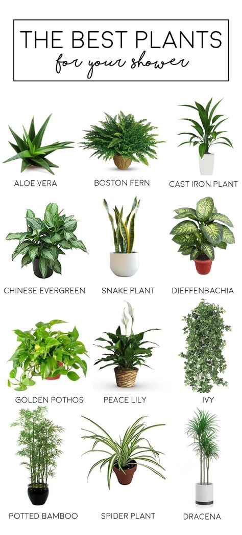 Shower Plants Indoor Plants For Oxygen, Bathroom Plants No Sunlight, Shower Plants, Bathroom Plants Decor, Best Bathroom Plants, Bamboo In Pots, Bloxburg Hallway, Storage Hallway, Cast Iron Plant