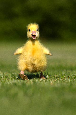 Cute Ducklings, Funny Duck, Baby Ducks, Yellow Duck, Cute Animal Photos, Funny Animal Pictures, Swans, Animal Photo, Cute Little Animals