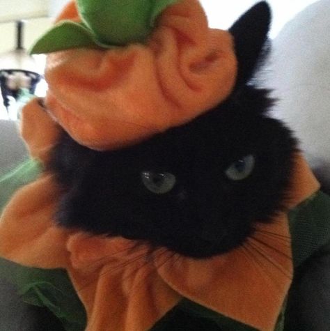 Cat in hat Halloween  Lola Greenberg Black Cat And Orange Cat Matching Pfp, Profile Pic Halloween, Halloween Cat Pfp, Cat In Halloween Costume, Halloween Profile Pics, Disc Pfp, Misty Autumn, Fall Cats, Halloween Cats