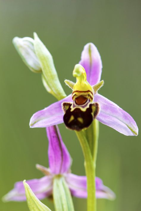 Bee Orchids Dove Orchid, Habenaria Radiata, Egret Orchid, Flying Duck Orchid, Bee Orchid, Monkey Orchid, Orchid Images, Orchid Seeds, Candle Plant