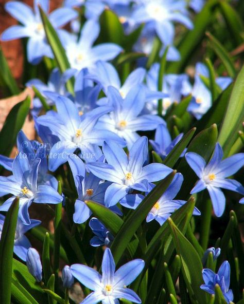 Purple Spring Flowers, Ideas For Flowers, Glory Of The Snow, Spring Gardens, Minnesota Winter, Winter Vegetables Gardening, Photography Spring, Snow Flower, Beautiful Flowers Photography