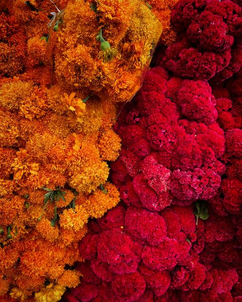 Heading to Mexico City or Oaxaca for Día de Muertos season? Reserve your food tours for this colorful time of year, from late October to early November, at clubtengohambre.com. #clubtengohambre #diademuertos #mexicocity #oaxaca #foodtravel Mexico Background, Mexico City Wedding, Million Flowers, Mexican Flowers, Mexico Culture, Plants Are Friends, Día De Muertos, Computer Backgrounds, October Wedding