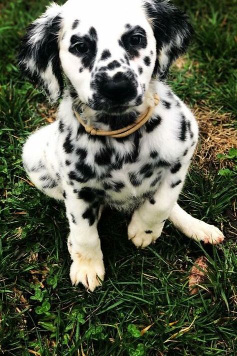 This #Pawdorable #Dog Is A Mix Between A #Dalmatian And Golden #Retriever
dalmatian and golden retriever mix,
dalmatian golden retriever mix,
#dalmatiangoldenretriever Dalmatian Mix, Dalmatian Puppies, Golden Retriever Mix, 101 Dalmations, Dalmatian Puppy, Dalmatian Print, Breed Dogs, Mixed Breed Dogs, Mixed Breed