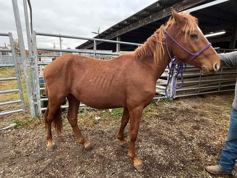 Rescue Horse, Horse Rescue, Pretty Horses, Humane Society, Adoption, Horses, Animals, Quick Saves