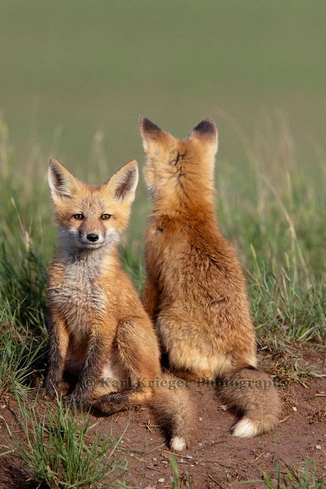 Red Fox Cubs Fox From Behind, Babies Drawing, Baby Foxes, Fox Pups, Fox Den, Fantastic Fox, Hey Bro, Fox Pictures, Fennec Fox