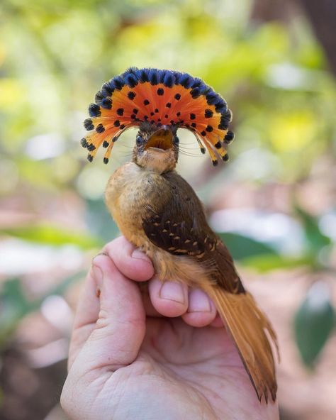 Royal Flycatcher, Small Birds, Bird Feathers, Mother Earth, Costa Rica, The Amazing, Birds, Animals, Quick Saves