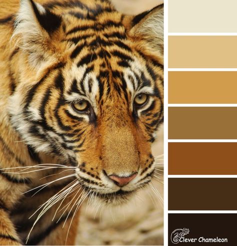 Tiger colour scheme from Clever Chameleon Color Wheels, All Pins, Color Schemes Colour Palettes, Color Vibe, Nature Color Palette, Tiger Design, Colour Inspiration, Design Seeds, Color Palette Design