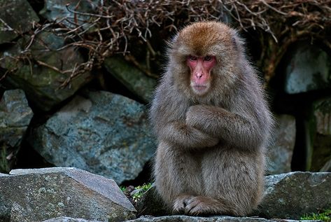 Draw A Monkey, Crane Photography, Japanese Monkey, Monkey Species, Japanese Macaque, Snow Monkeys, Ancient Vietnam, Snow Monkey, Ape Monkey