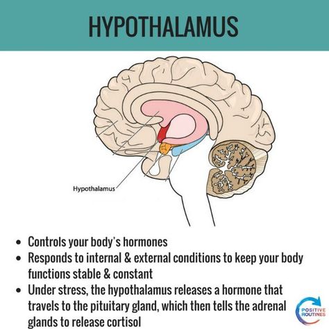 Amygdala Brain, Hippocampus Brain, Positive Routines, Brain Anatomy And Function, Psychology Notes, Brain Facts, Brain Anatomy, The Human Brain, Medical School Studying