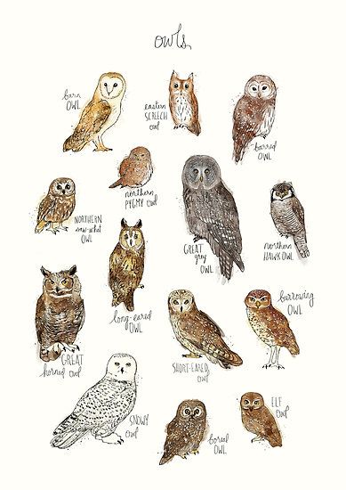 Elf Owl, Eastern Screech Owl, Saw Whet Owl, Owl Posters, Owl Art Print, Long Eared Owl, Burrowing Owl, Great Grey Owl, Screech Owl