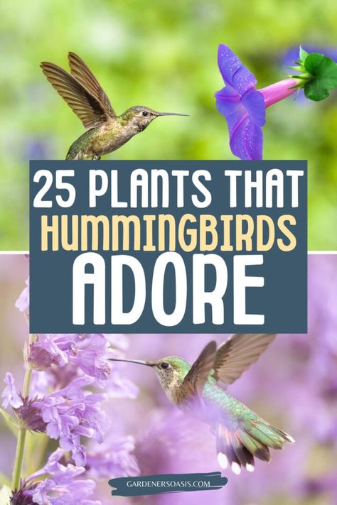 Hummingbird Plants Perennials, Hummingbird Garden Flowers, Plants To Attract Hummingbirds, Hummingbird Nests, Habitat Garden, Hummingbird Plants, Attract Hummingbirds, Best Flowers, Hummingbird Flowers