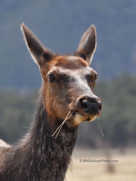 Elk Reference, Female Elk, Realism References, Cow Elk, Elk Pictures Nature, Black Elk, Elk Photo, Rocky Mountain Elk, Rocky Mountain National Park Colorado