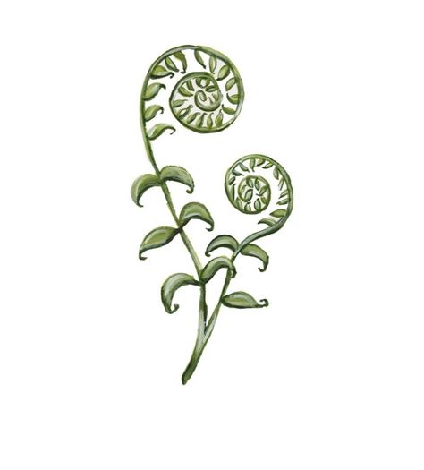 Fern Curl Tattoo, Botany Tattoo Vintage, Fiddle Head Fern Drawing, Fiddle Leaf Fern Tattoo, Fiddlehead Fern Drawing, Hawaiian Fern Tattoo, Curly Fern Tattoo, Fiddle Head Tattoo, Fern Spiral Tattoo