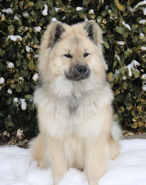 Chowski Puppies, Eurasian Dog, Spitz Breeds, Samoyed Dog, Akita Dog, Cute Dog Photos, Canine Art, Gorgeous Cats, Pretty Dogs