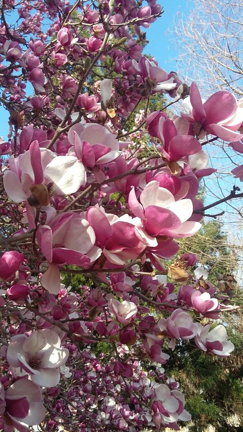 Saucer Magnolia tree Landscaping Magnolia Tree, Saucer Magnolia Tree, Little Gem Magnolia Tree, Moonglow Magnolia Tree, Fairy Magnolia Tree, Saucer Magnolia, Butterfly Magnolia Tree, Relaxing Images, Magnolia Tree