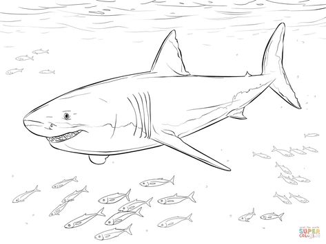 Great White Shark Drawing, Shark Printables, Shark Pictures, Shark Drawing, Printable Colouring, Fish Coloring Page, Shark Coloring Pages, Blue Shark, Easy Coloring Pages