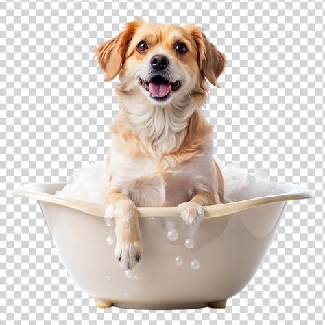 Products Website Design, Dog Social Media, Media Branding Design, Fire Horse, Easy Pets, Social Media Branding Design, Dog Png, Pet Clinic, Dog Shower