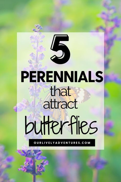 Plant these perennials that attract butterflies! The presence of butterflies, birds, and bees makes a garden feel alive.  Add these awesome perennials to your garden bed to attract pollinators. Flowers That Attract Butterflies, Plants That Attract Butterflies, Birds And Bees, Attract Pollinators, Gardening Advice, Attract Butterflies, Garden Bed, Garden Beds, Garden Inspiration