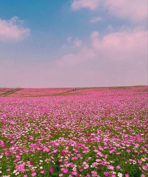 Fairy Fountain, Wattpad Background, Fairy Home, Field Of Flowers, Flower Therapy, Beautiful Places Nature, Aesthetic Images, Beautiful Fantasy Art, Nature Aesthetic