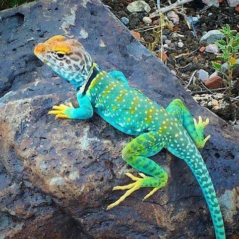 The Arizona Collard Lizard Colorful Lizards, Cute Lizard, Rabbit Cages, Cute Reptiles, Colorful Animals, Reptiles And Amphibians, Lizards, Gecko, Exotic Pets