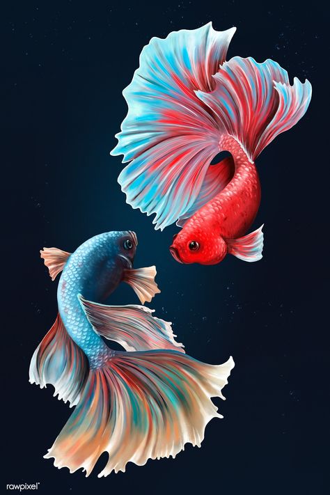 Betta fishes on a midnight blue background design resource | premium image by rawpixel.com / Te Betta Fish Drawing, Beta Fish Drawing, Betta Fish Tattoo, Blue Background Design, Midnight Blue Background, Fish Sketch, Beautiful Pencil Drawings, Fish Background, Sea Background