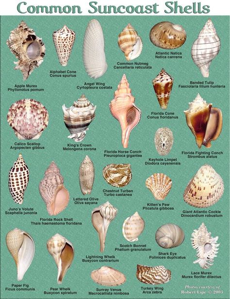 Types Of Sea Shells, Shells Projects, Seashell Identification, Beachy Stuff, Shell Island, Art Coquillage, Seashell Projects, Bodega Bay, House Weddings