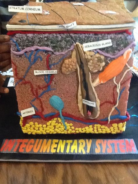 Skin Model Project, Integumentary System Project, Layers Of The Skin, Skin Color Chart, Human Body Projects, Skin Anatomy, Integumentary System, Homemade Deodorant, Skin Model