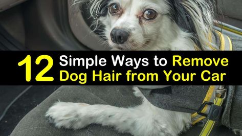 12 Simple Ways to Remove Dog Hair from Your Car Homemade Dog Shampoo, Dog Hair Removal, Car Carpet, Excess Hair, Pet Hair Removal, Dog Bath, Car Upholstery, Cat Hair, Grooming Tools