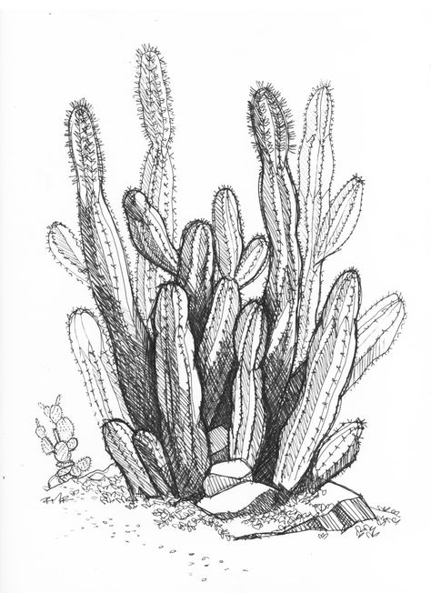 desert cactus Cactus Drawing Pencil, Cactus Ink Drawing, Drawing Of Cactus, Desert Sketch Drawing, Desert Cactus Drawing, Barrel Cactus Drawing, Desert Drawings, Desert Sketch, Cactus Sketch