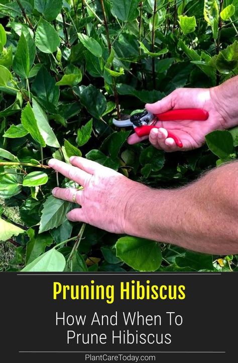 Pruning Hibiscus: Learn how and when to prune Hibiscus for the best plant growth and health. Keep your plant looking attractive and lively. [GUIDE] Hibiscus Tree Care, Hibiscus Fertilizer, Hibiscus Shrub, Hibiscus Bush, Growing Hibiscus, Pruning Plants, Hibiscus Garden, Hibiscus Tree, Hardy Hibiscus