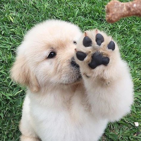 Cute Golden Retriever Puppy, Thinking Minds, Funny Puppies, Cute Dog Wallpaper, Lovers Photos, Super Cute Puppies, Puppy Paws, Really Cute Dogs, Cute Dog Pictures