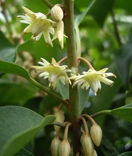 Spanish Cherry, Yellow Passion Fruit, Sansevieria Plant, Wishing Tree, Fruit Seeds, Traditional Medicine, The Fruit, Bonsai Tree, Planting Seeds