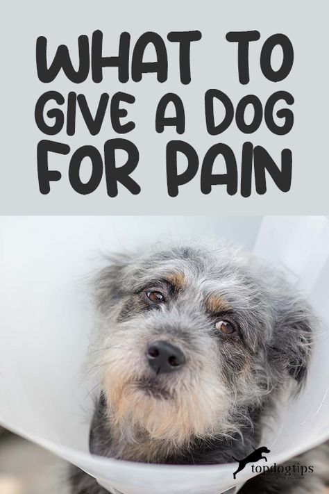 Safe Medicine For Dogs, Human Medicine For Dogs, Otc Meds For Dogs, Human Meds For Dogs, Natural Anti Inflammatories For Dogs, Human Medicine Safe For Dogs, Human Meds Safe For Dogs, Remedies For Arthritic Dogs, Tylenol For Dogs