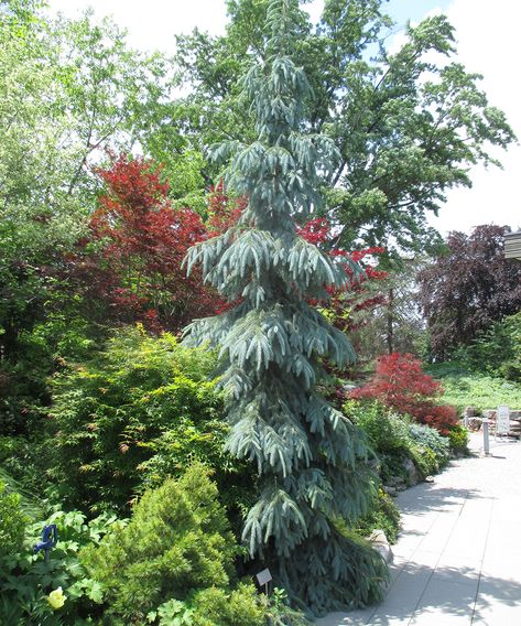 Colorado Spruce, Colorado Blue Spruce, Conifers Garden, Picea Pungens, Thuja Occidentalis, Blue Foliage, Conifer Trees, Specimen Trees, Foundation Planting