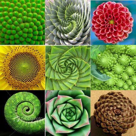 Fibonacci Spiral Nature, Fibonacci In Nature, Fibonacci Sequence In Nature, Fibonacci Art, Maths In Nature, Fibonacci Number, Fractals In Nature, Fibonacci Golden Ratio, Spirals In Nature