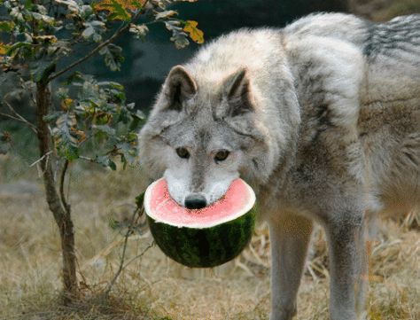 Wolf Eating A Watermelon Creates A Stir On The Net - Gallery Funny Wolf, Wolf Love, Wolf Pictures, Beautiful Wolves, Very Scary, Pretty Animals, Grey Wolf, Wolf Dog, A Wolf