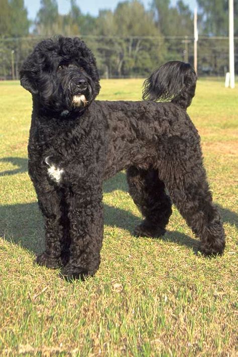 Portuguese Water Dog Puppy, Portugese Water Dogs, Hypoallergenic Dog Breed, Black Poodle, Dog Haircuts, Portuguese Water Dog, Hypoallergenic Dogs, Group Of Dogs, Dog Information