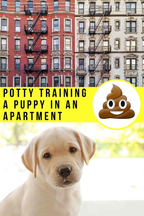 Puppy In Apartment, Potty Training Puppy Apartment, Christian Parenting Books, Boys Potty, Puppy Schedule, Easy Potty Training, Potty Training Girls, Animal Humor Dog, Best Parenting Books