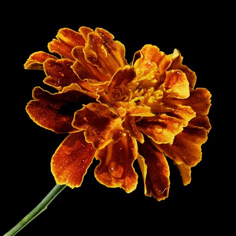 Marigold Flower Art, Marigolds Aesthetic, Marigold Flower Aesthetic, Monarch Aesthetic, Marigold Aesthetic, Roblox Oc, Saffron Flower, Watercolor Flower Background, Still Life Flowers