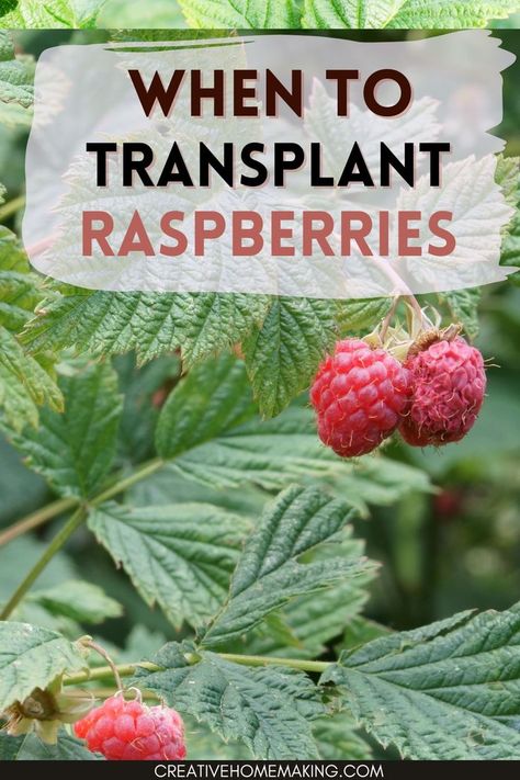 When to transplant raspberries. Water your new raspberry plants regularly, making sure they receive enough moisture without becoming waterlogged. Mulching with straw can help retain moisture and protect the roots from insects and birds. Growing Raspberries, Raspberry Plants, Canning Food Preservation, A Fresh Start, Canning Recipes, The Roots, Fresh Start, Nutrition Recipes, Gardening Tips