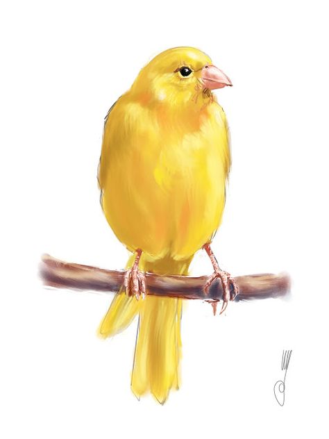 Canary Canary Drawing, Bird Cage Art, Cage Art, White Bird Tattoos, Bird Tattoo Sleeves, Gesture Drawings, Sunflower Watercolor Painting, Fly Drawing, Black Bird Tattoo