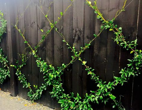 Climbing Plants Fence, Espalier Fruit Trees, Trellis System, Wire Trellis, Trellis Fence, Diy Trellis, Plants Ideas, Meteor Garden 2018, Garden Decor Ideas