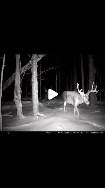 Tom McClelland on Instagram: "My Buddy @always0utdoors gets some fine Pics and Video's  on his Dad's acreage....this is CRAZY GOOD 😮😮😮😮 #whitetail #whitetaildeer #whitetailbuck #monsterbuck #batchelors #ontariooutdoors #canadianoutdoors" Big Deer Whitetail Bucks, Deer Hunting Humor Hilarious, Duck Call Display, Funny Deer Pictures, Tower Deer Stands, Deer Cart, Funny Hunting Pics, Deer Hunting Humor, Whitetail Deer Pictures