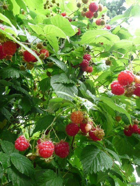 Latham raspberries Picking Raspberries, Collection Board, Red Raspberry, Mushroom Art, Social Worker, Raspberry, This Year, Lion, Fox