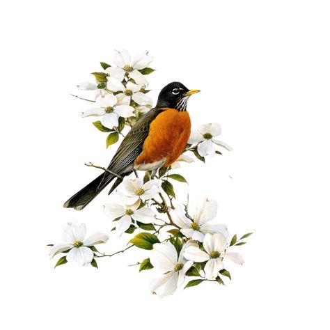 Cross Stitch Patterns Printable, Robin Tattoo, Electronics Pattern, Embroidery Crafts, Patterns Printable, Photo Clipart, American Robin, Birds Of America, Robin Bird