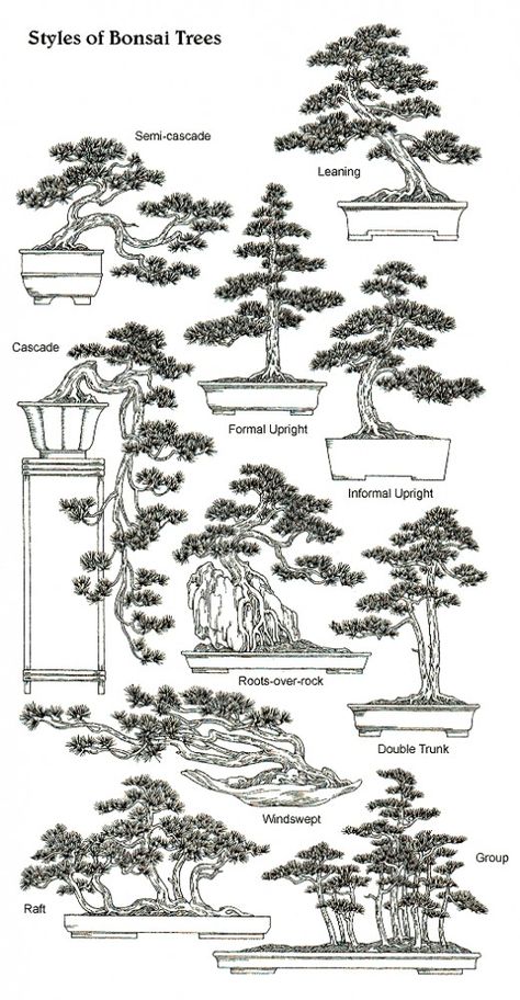 A comprehensive guide to anyone who have a interest in wanting to create miniature trees or just learn the science of dwarfing trees. Cassandra Calin, Bonsai Tree Types, Bonsai Tree Care, Bonsai Techniques, Bonsai Styles, Wire Trees, Bonsai Art, Miniature Trees, Wire Tree